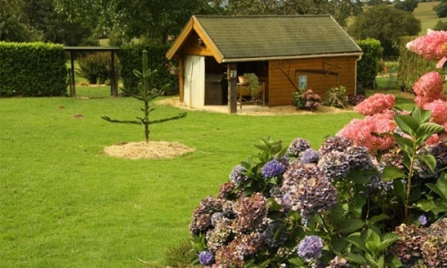 cabane-chien